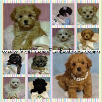 Maltipoo breeders near sales me